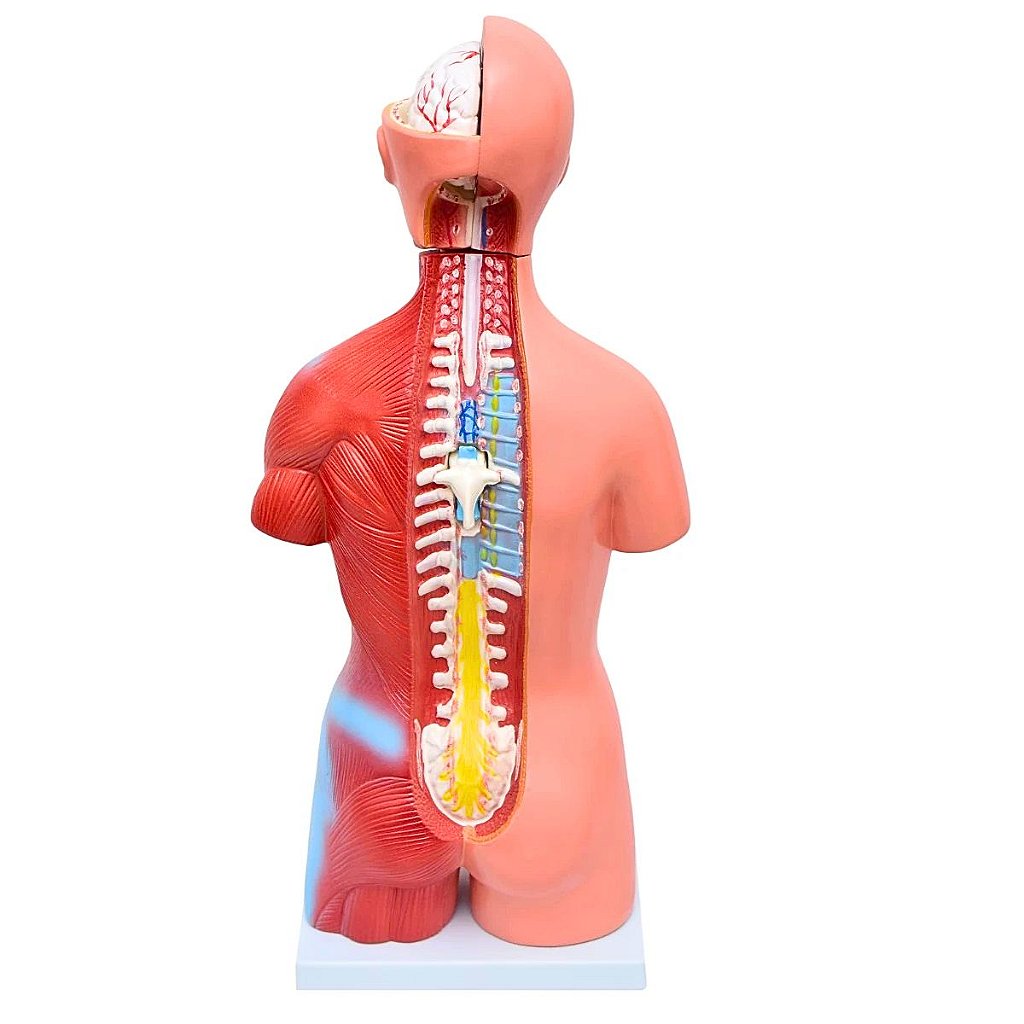 TORSO BISSEXUAL C/ ABERTURA NAS COSTAS DE 45 CM C/ 23 PARTES