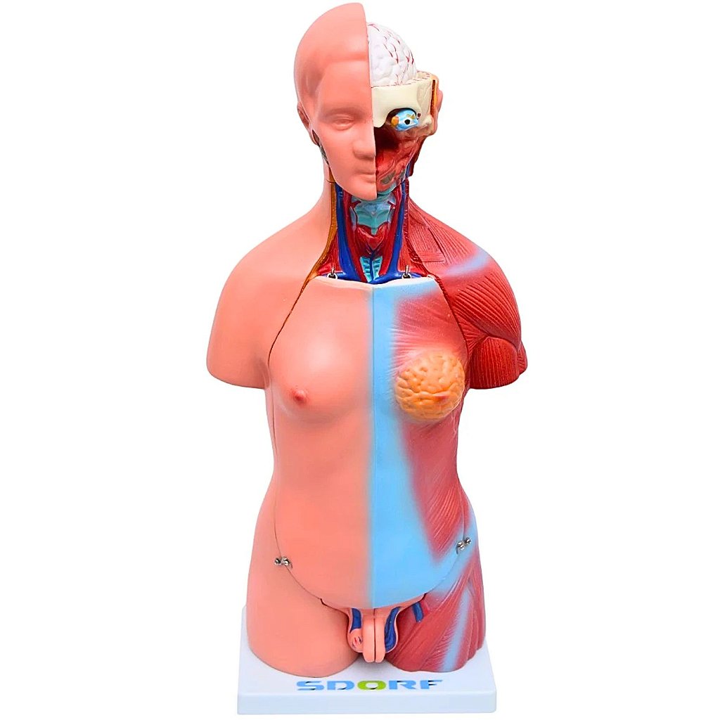 TORSO BISSEXUAL C/ ABERTURA NAS COSTAS DE 45 CM C/ 23 PARTES