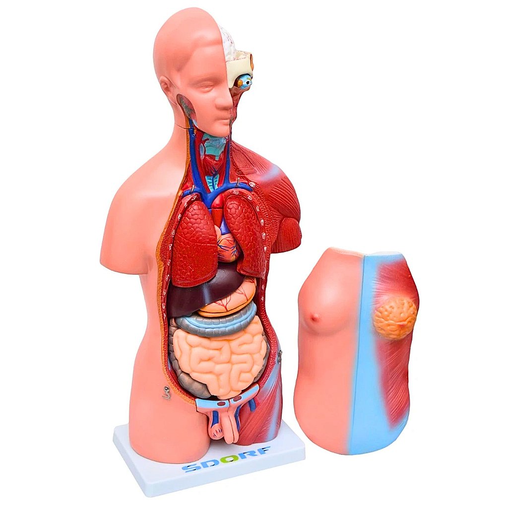 TORSO BISSEXUAL C/ ABERTURA NAS COSTAS DE 45 CM C/ 23 PARTES
