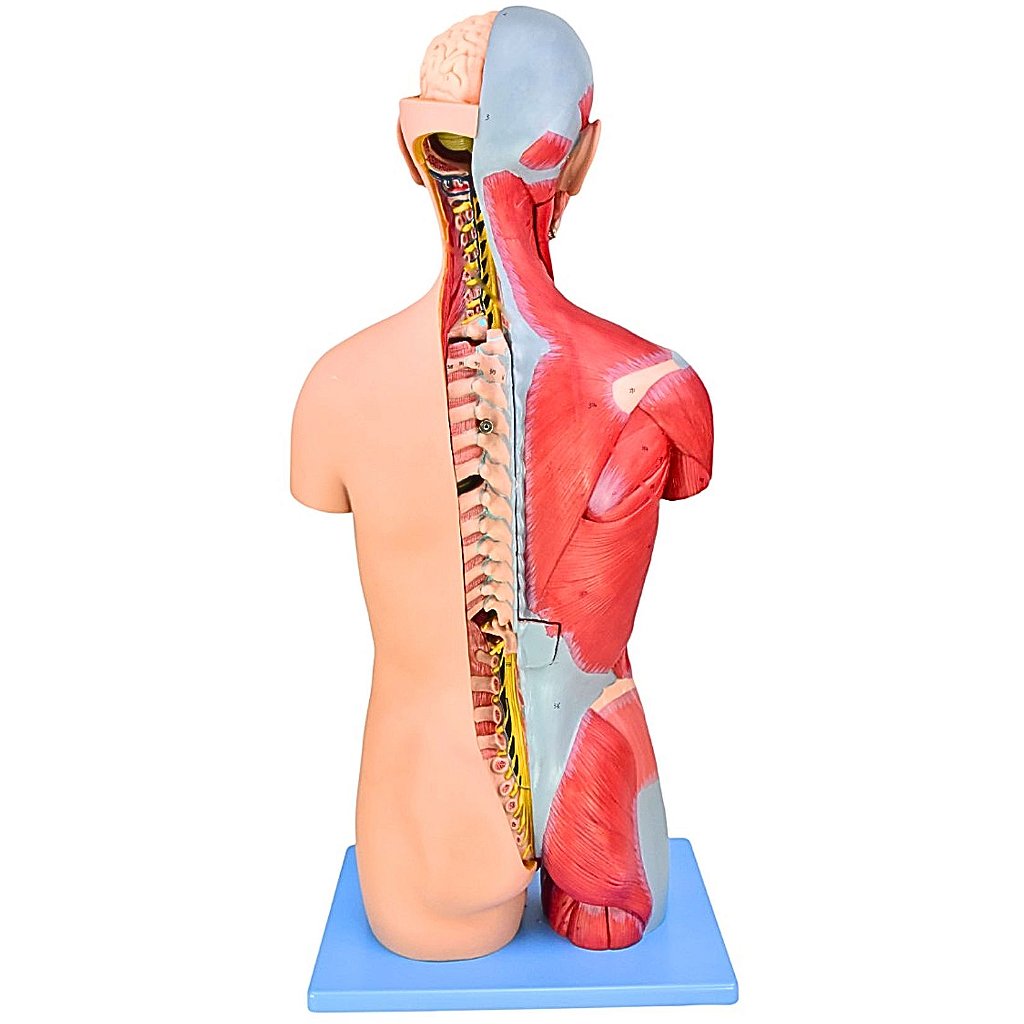 TORSO BISSEXUAL MUSCULAR 85CM C/ ÓRGÃOS INTERNO EM 32 PARTES
