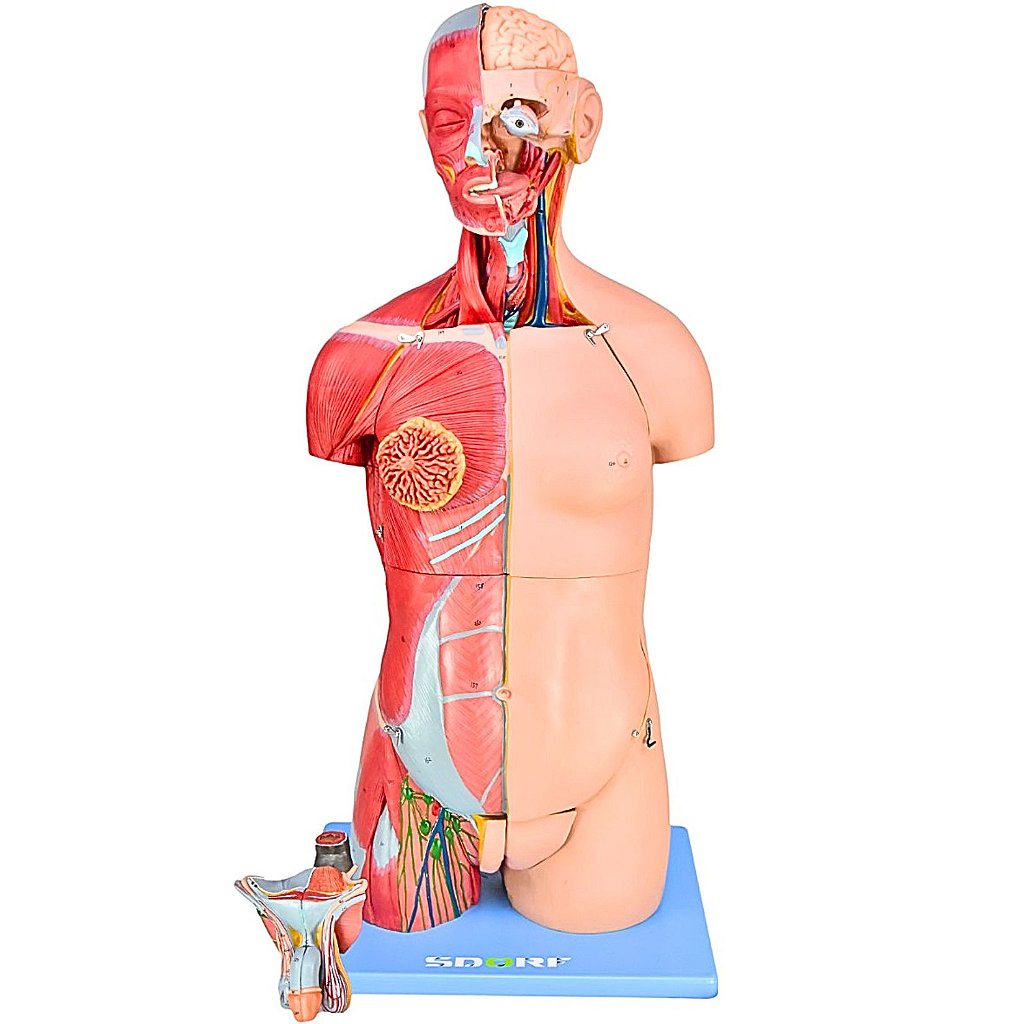 TORSO BISSEXUAL MUSCULAR 85CM C/ ÓRGÃOS INTERNO EM 32 PARTES