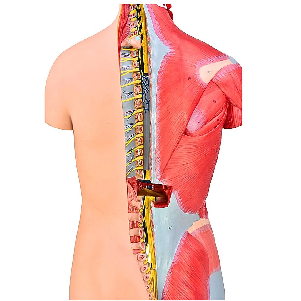TORSO BISSEXUAL MUSCULAR 85CM C/ ÓRGÃOS INTERNO EM 32 PARTES