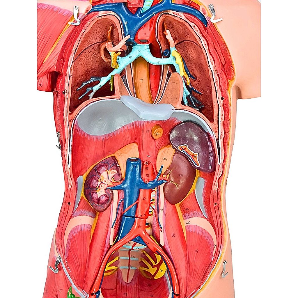 TORSO BISSEXUAL MUSCULAR 85CM C/ ÓRGÃOS INTERNO EM 32 PARTES