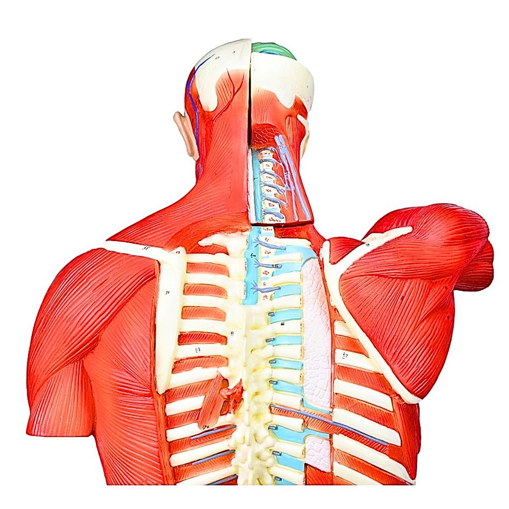 TORSO BISSEXUAL MUSCULAR DE 94CM C/ 27 PARTES C/ BASE -SDORF