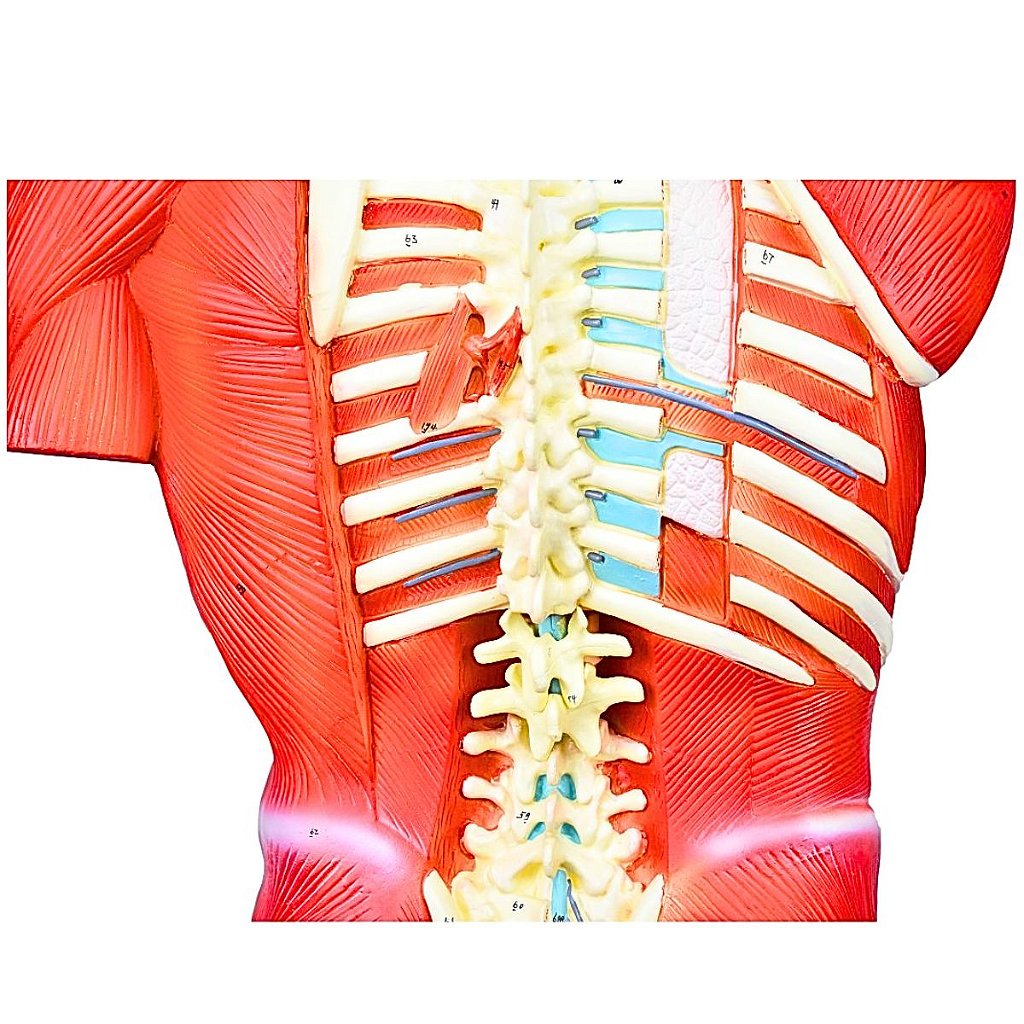 TORSO BISSEXUAL MUSCULAR DE 94CM C/ 27 PARTES C/ BASE -SDORF
