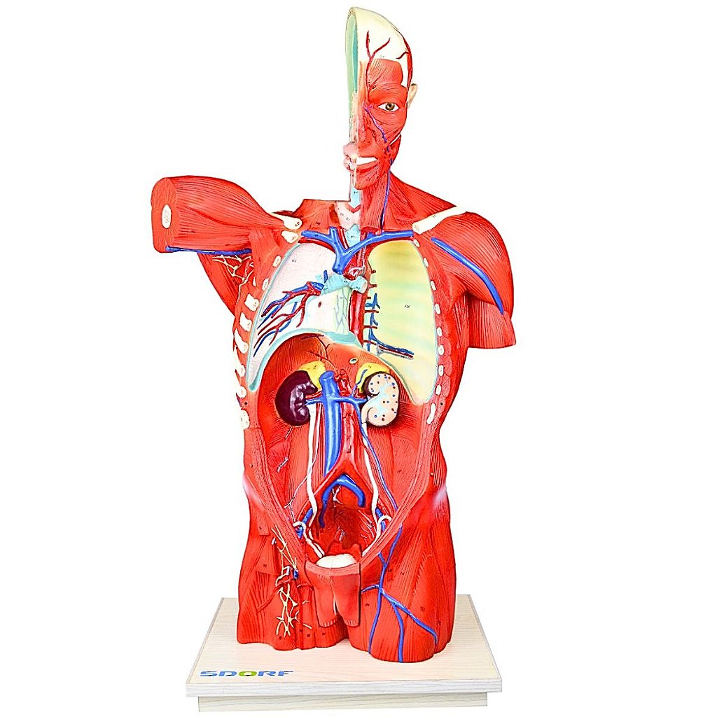 TORSO BISSEXUAL MUSCULAR DE 94CM C/ 27 PARTES C/ BASE -SDORF