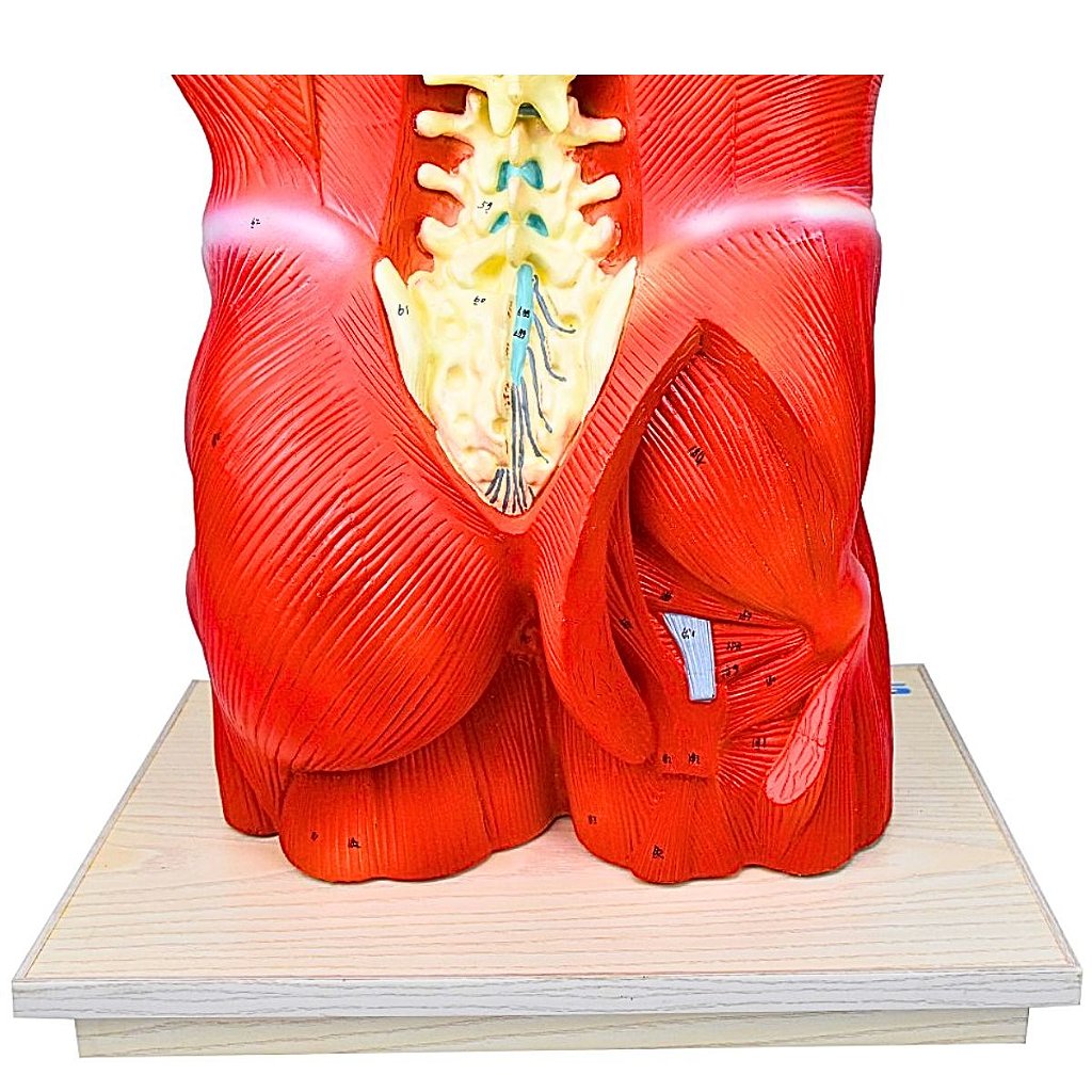 TORSO BISSEXUAL MUSCULAR DE 94CM C/ 27 PARTES C/ BASE -SDORF