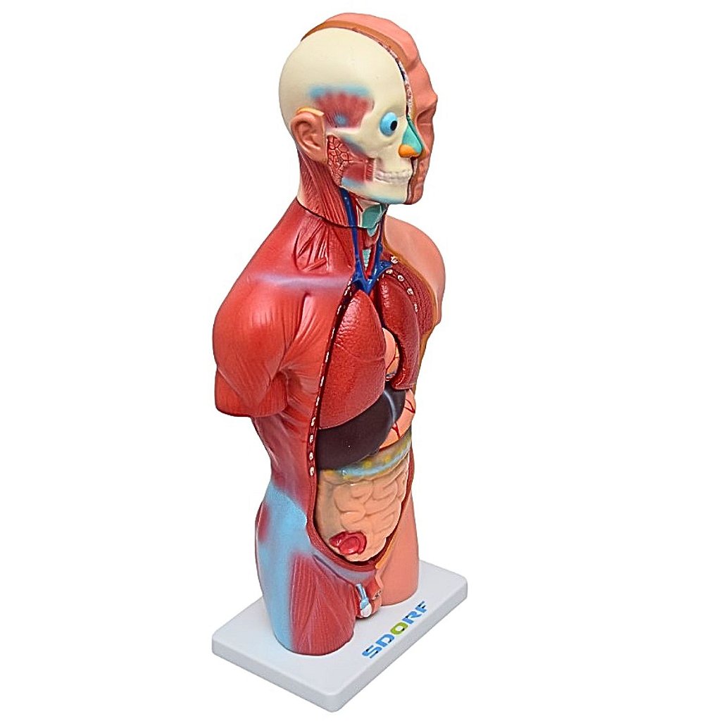 TORSO HUMANO MASCULINO DE 42 CM C/ 13 PARTES - SD5023 -SDORF