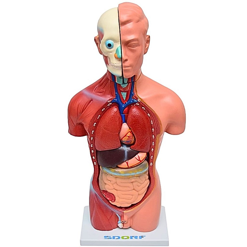 TORSO HUMANO MASCULINO DE 42 CM C/ 13 PARTES - SD5023 -SDORF