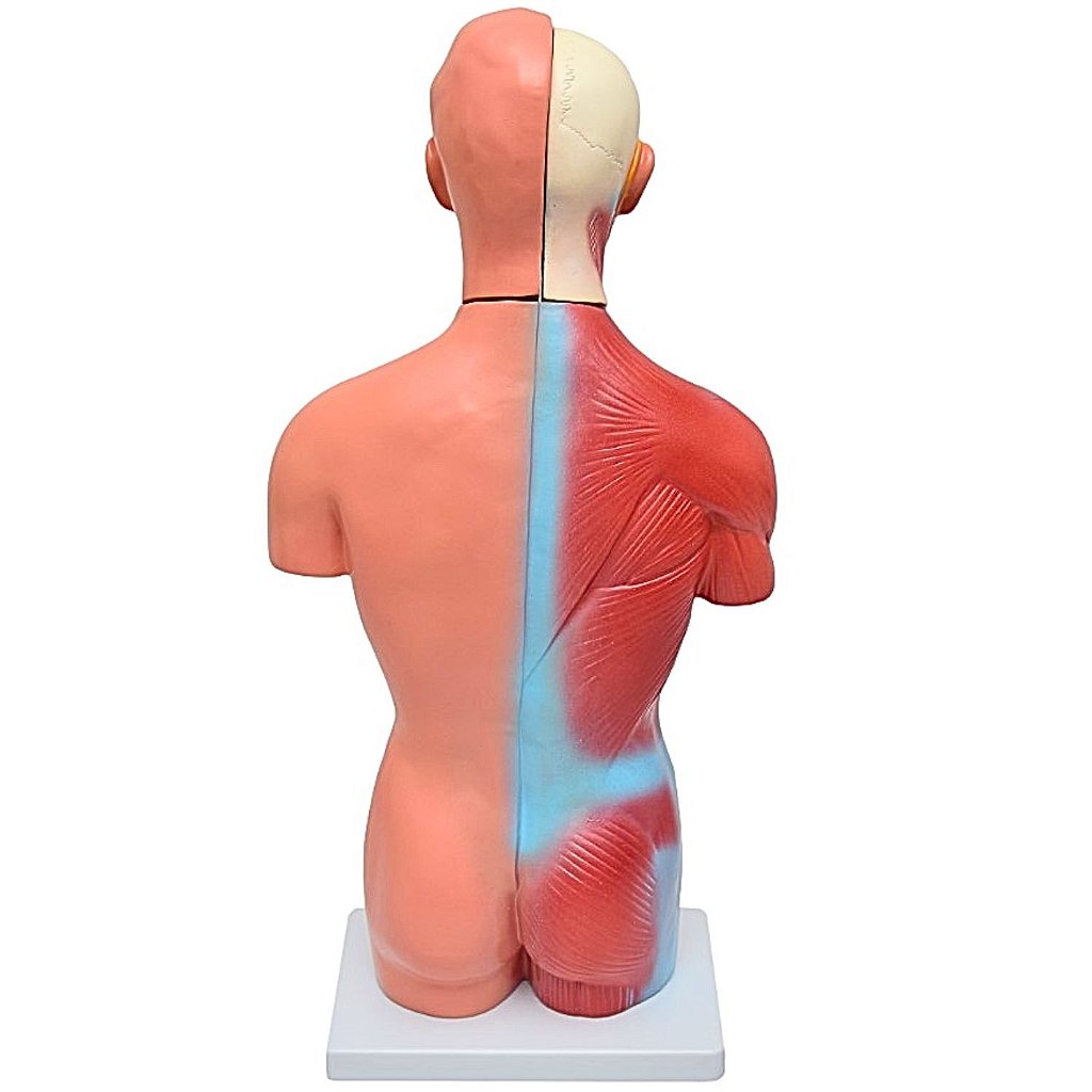 TORSO HUMANO MASCULINO DE 42 CM C/ 13 PARTES - SD5023 -SDORF