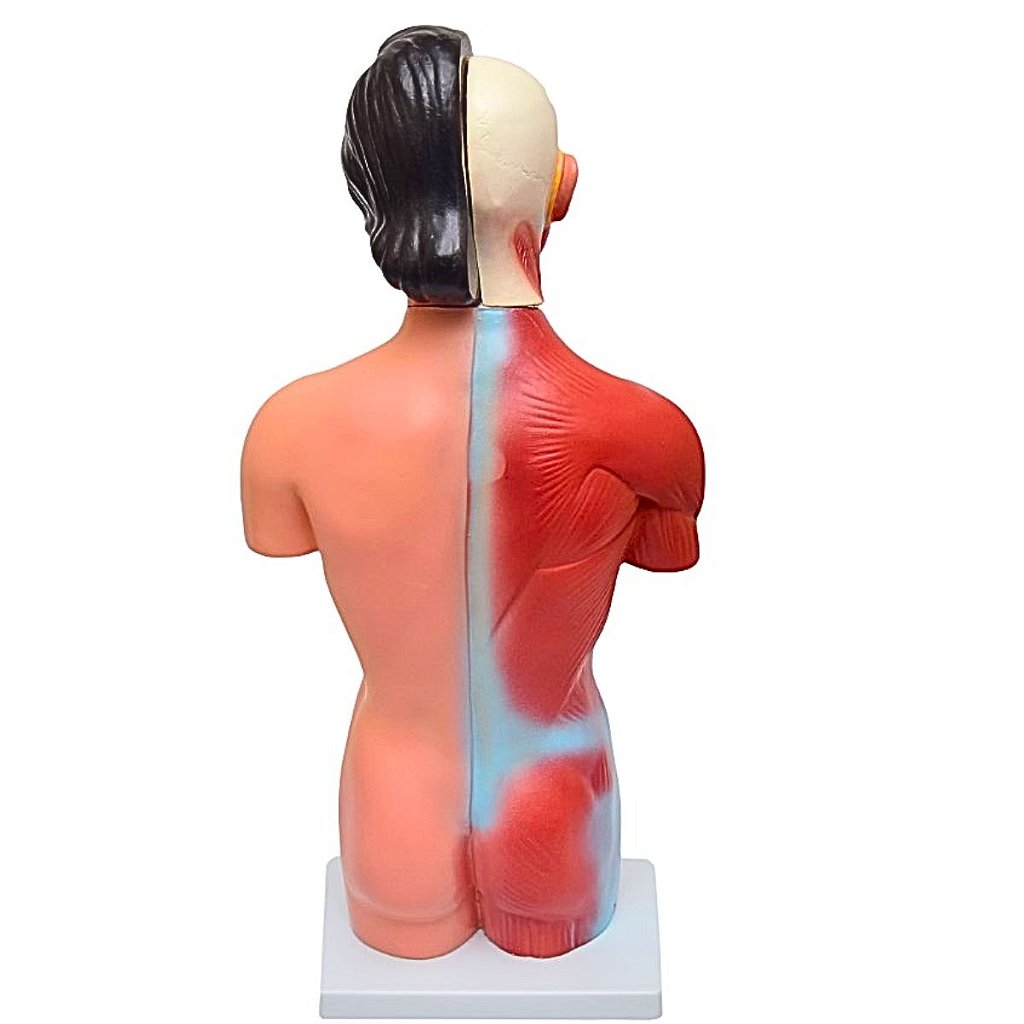 TORSO HUMANO FEMININO DE 42 CM C/ 15 PARTES - SD5024 - SDORF