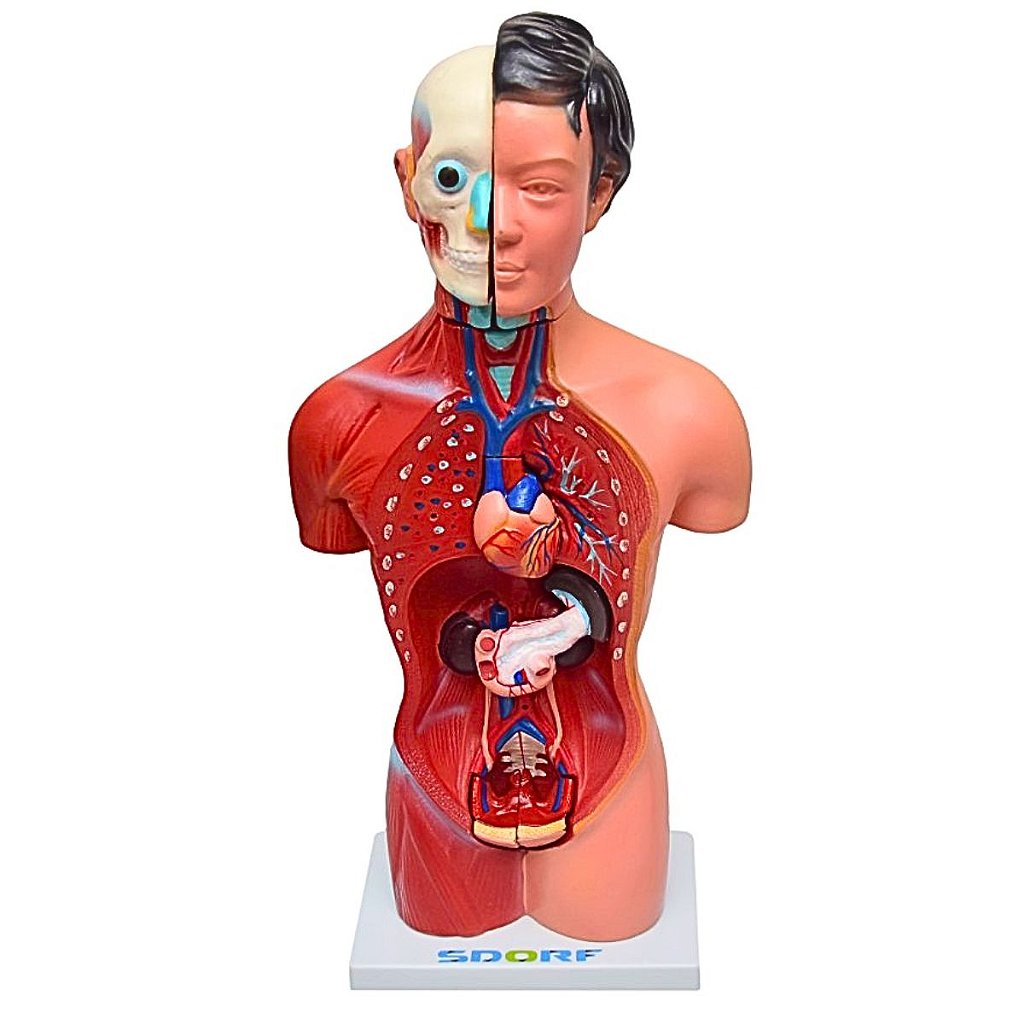 TORSO HUMANO FEMININO DE 42 CM C/ 15 PARTES - SD5024 - SDORF