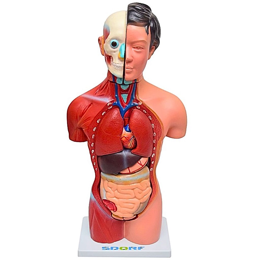 TORSO HUMANO FEMININO DE 42 CM C/ 15 PARTES - SD5024 - SDORF