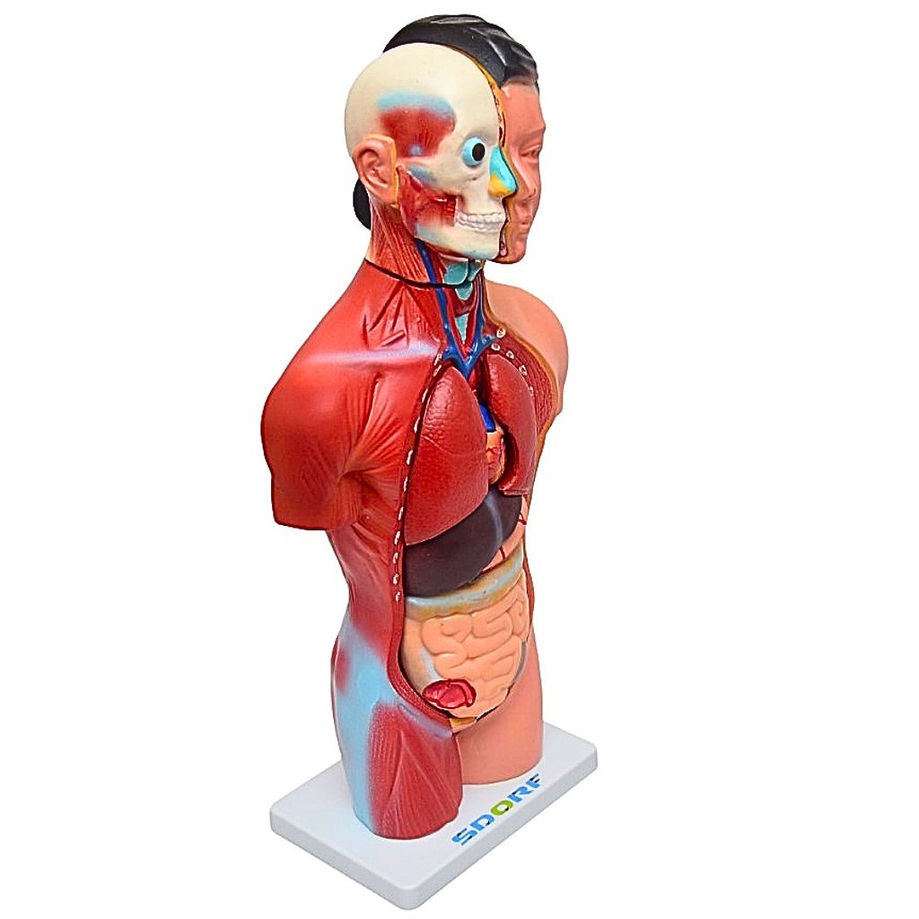 TORSO HUMANO FEMININO DE 42 CM C/ 15 PARTES - SD5024 - SDORF