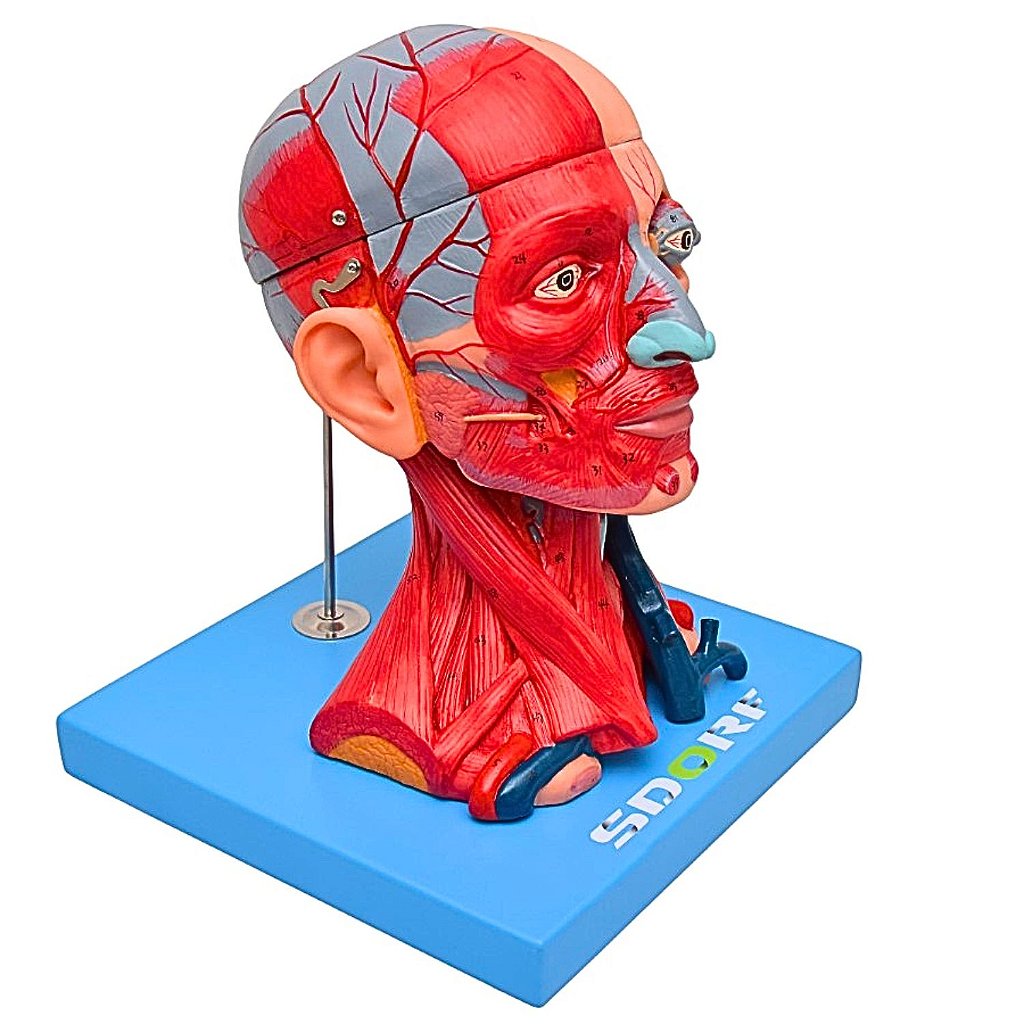 CABEÇA E PESCOÇO MUSCULADOS EM 10 PARTES - SD5025 - SDORF