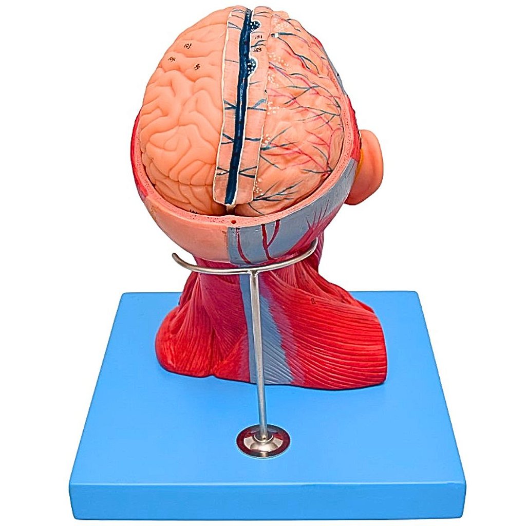 CABEÇA E PESCOÇO MUSCULADOS EM 10 PARTES - SD5025 - SDORF