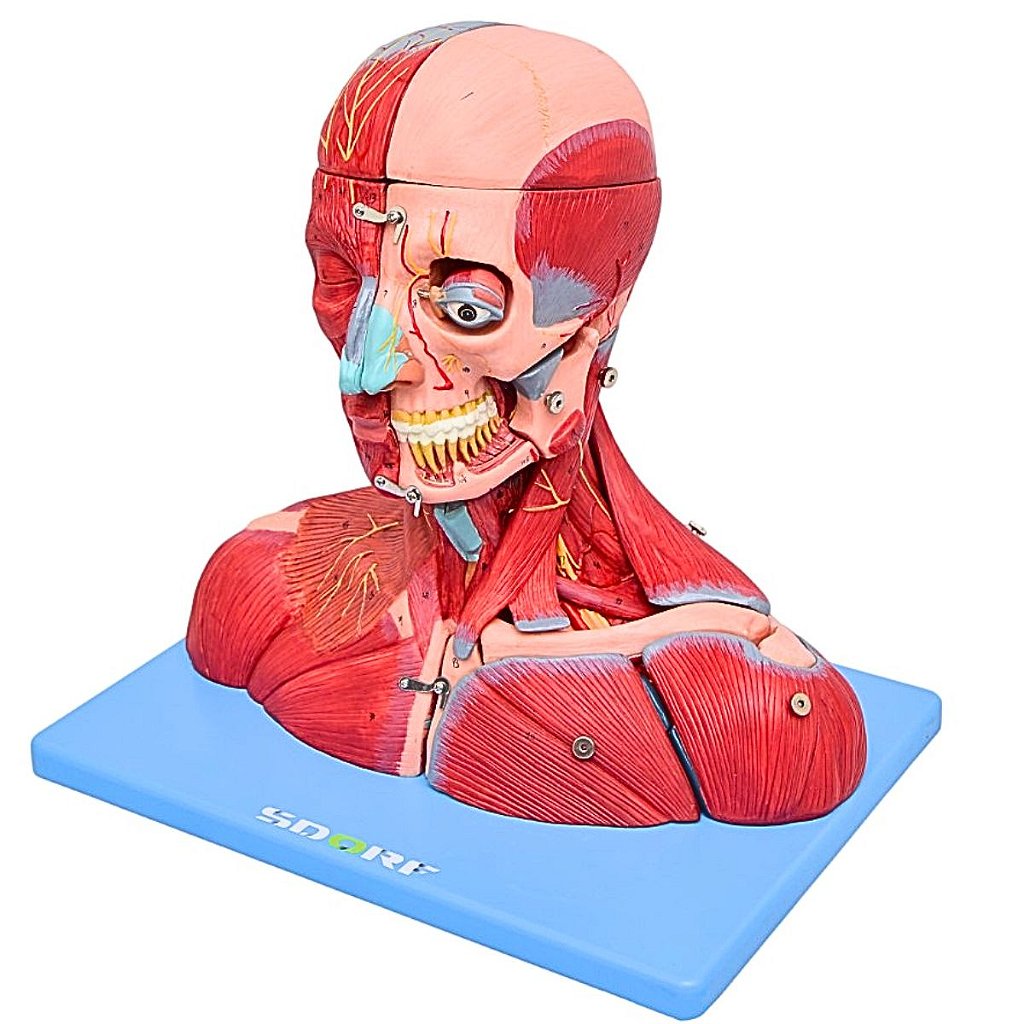 CABEÇA, PESCOÇO C/ PARTE DO TRONCO MUSCULADOS COM 19 PARTES
