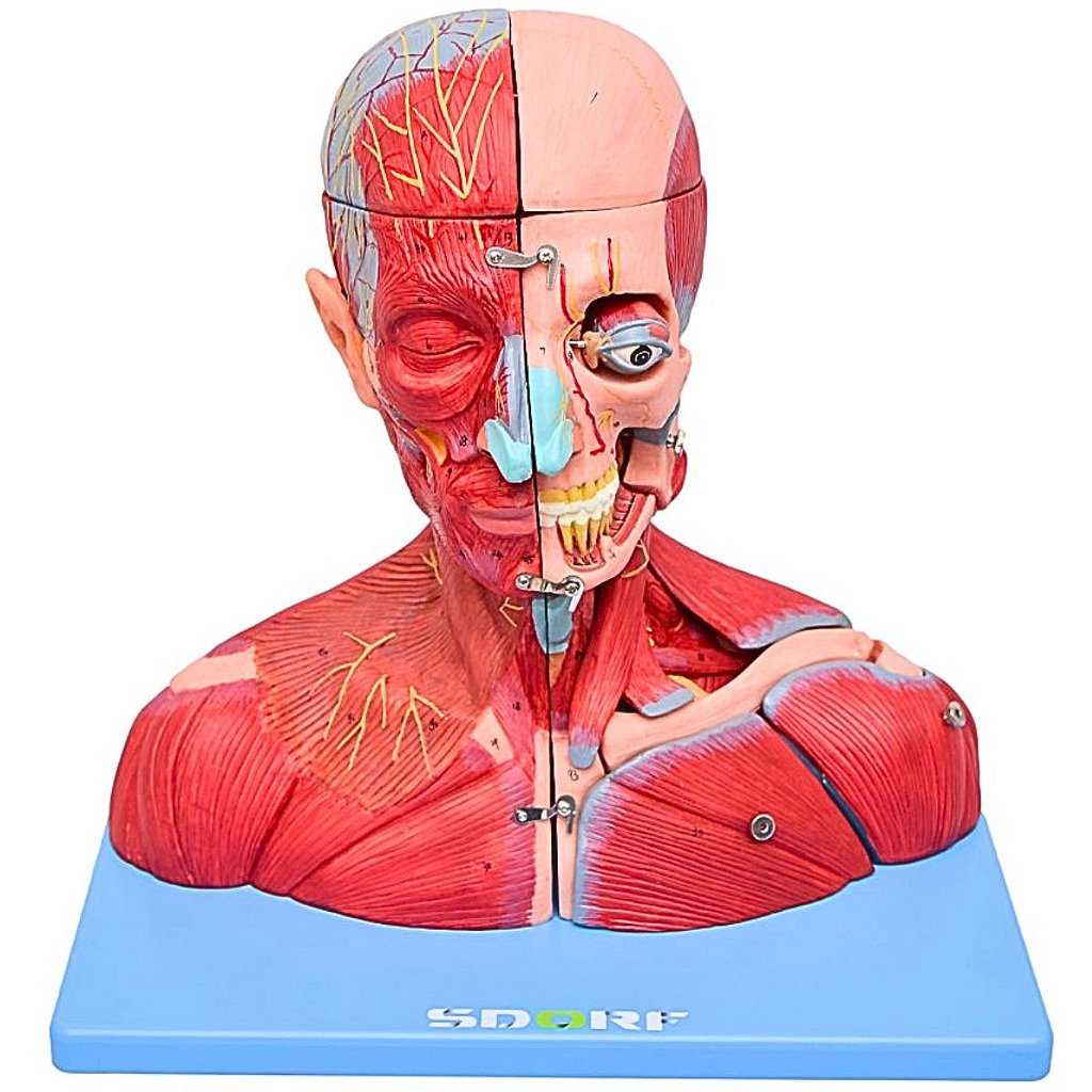 CABEÇA, PESCOÇO C/ PARTE DO TRONCO MUSCULADOS COM 19 PARTES