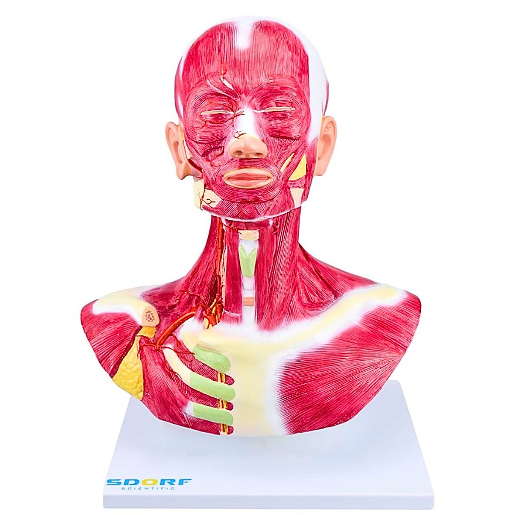 CABEÇA E PESCOÇO C/ MUSCULATURA SUPERFICIAL- SD5025/D -SDORF