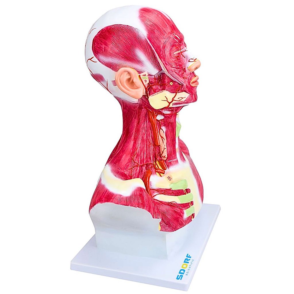 CABEÇA E PESCOÇO C/ MUSCULATURA SUPERFICIAL- SD5025/D -SDORF