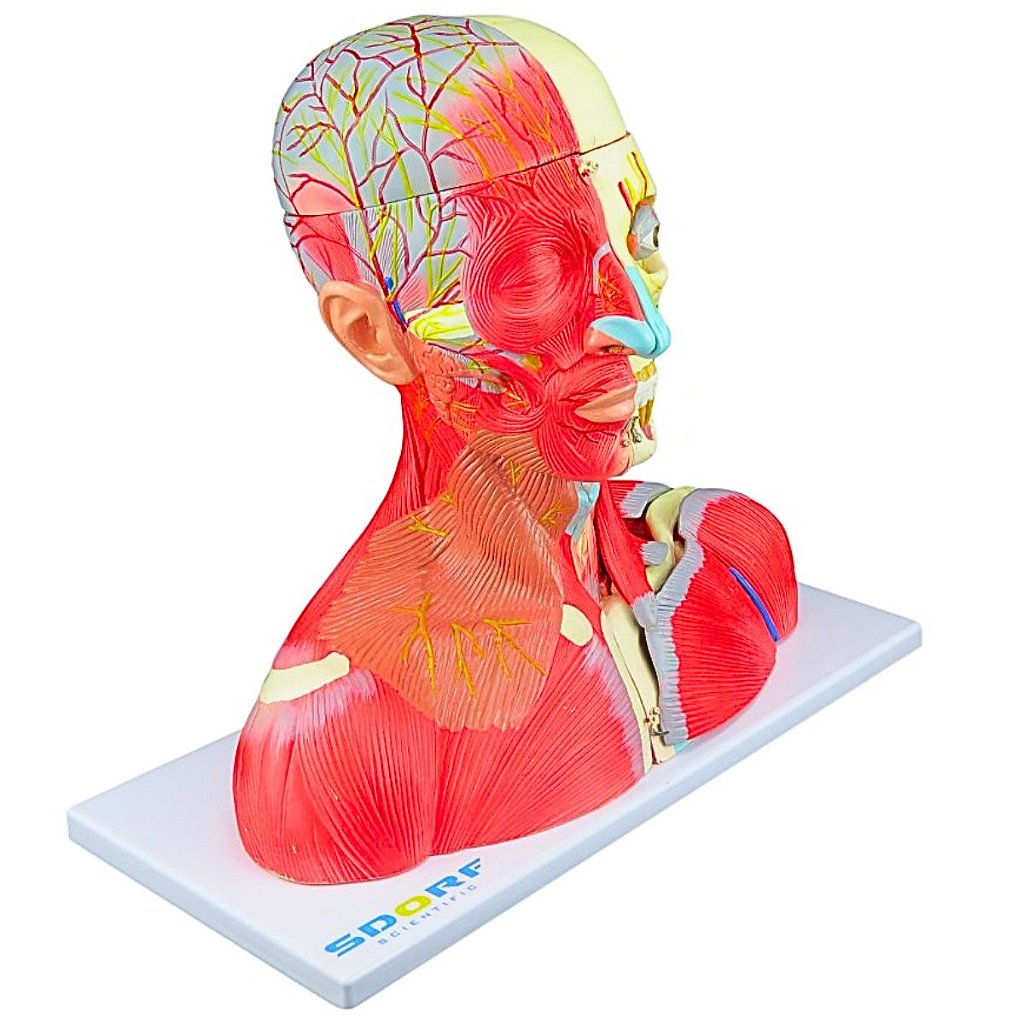 CABEÇA, PESCOÇO E PARTE DO TRONCO MUSCULADOS EM 19 PARTES