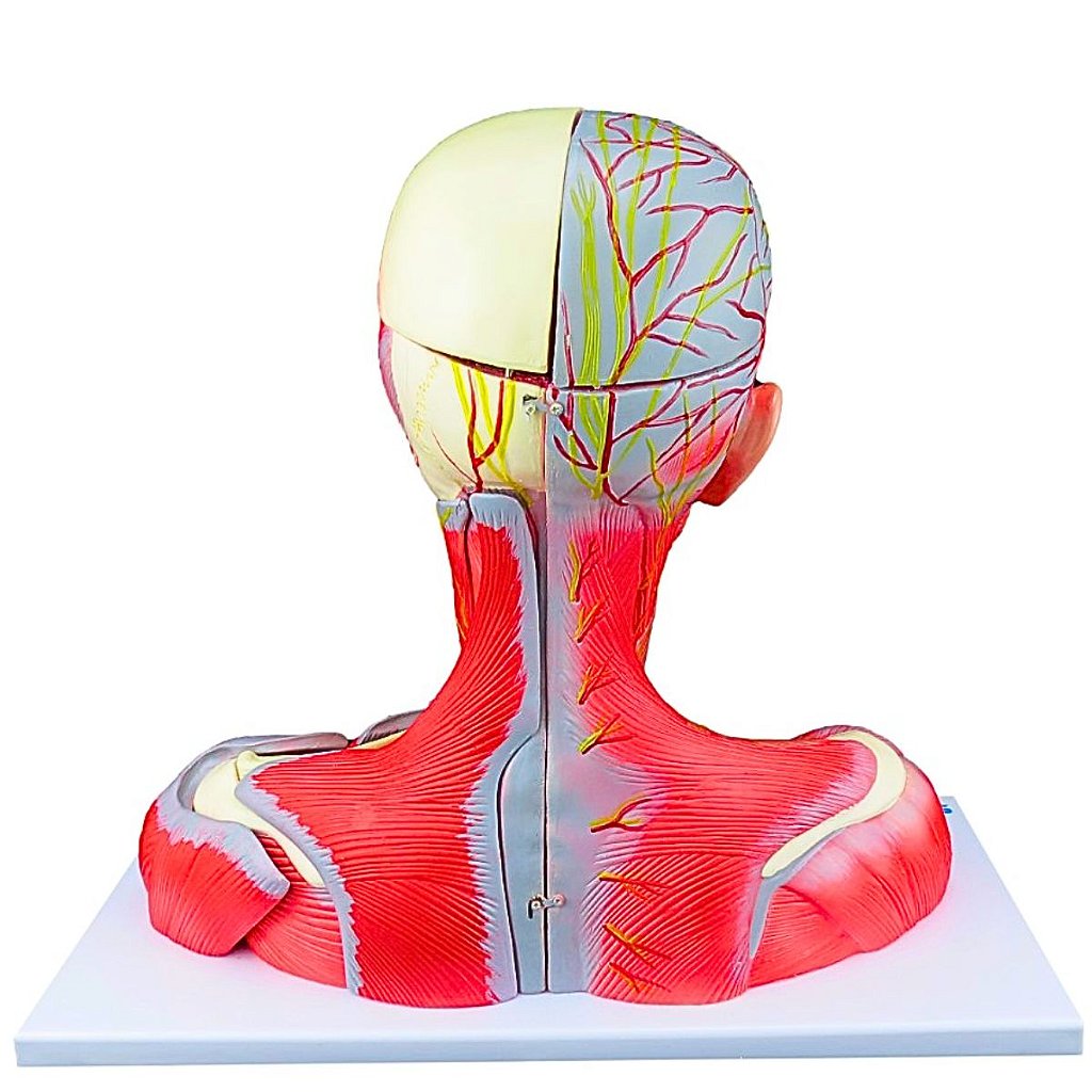 CABEÇA, PESCOÇO E PARTE DO TRONCO MUSCULADOS EM 19 PARTES