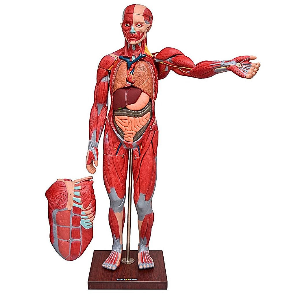 FIGURA MUSCULAR ASSEX. 1,70 CM C/ ÓRGÃOS INTERNOS -29 PARTES