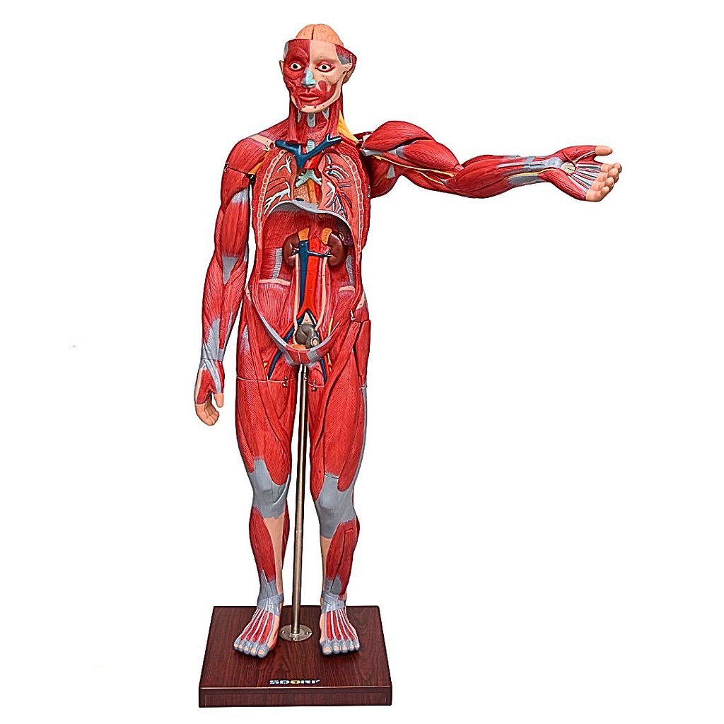 FIGURA MUSCULAR ASSEX. 1,70 CM C/ ÓRGÃOS INTERNOS -29 PARTES