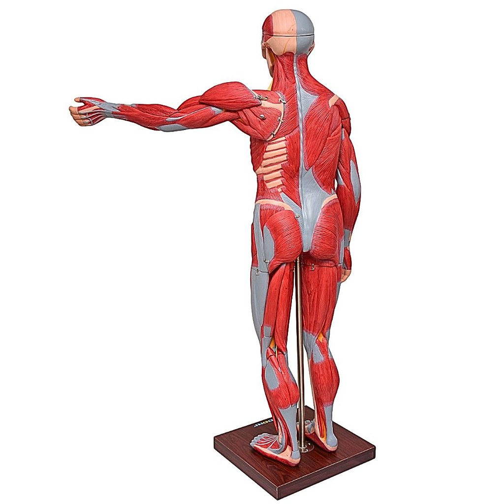 FIGURA MUSCULAR ASSEX. 1,70 CM C/ ÓRGÃOS INTERNOS -29 PARTES