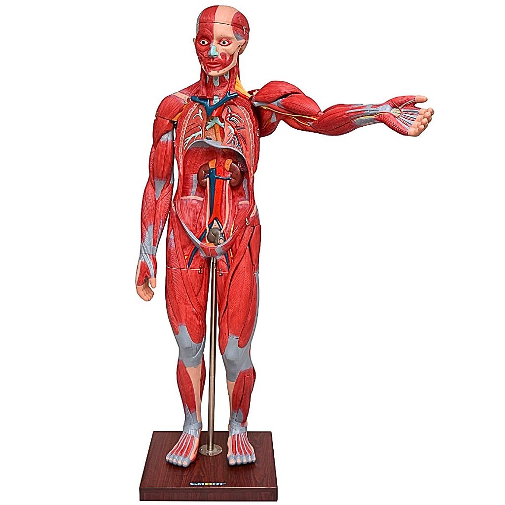 FIGURA MUSCULAR ASSEX. 1,70 CM C/ ÓRGÃOS INTERNOS -29 PARTES