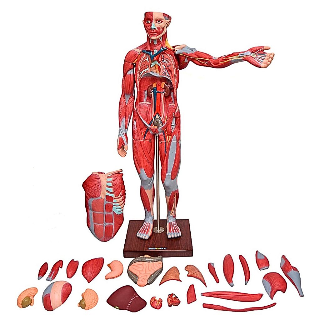 FIGURA MUSCULAR ASSEX. 1,70 CM C/ ÓRGÃOS INTERNOS -29 PARTES