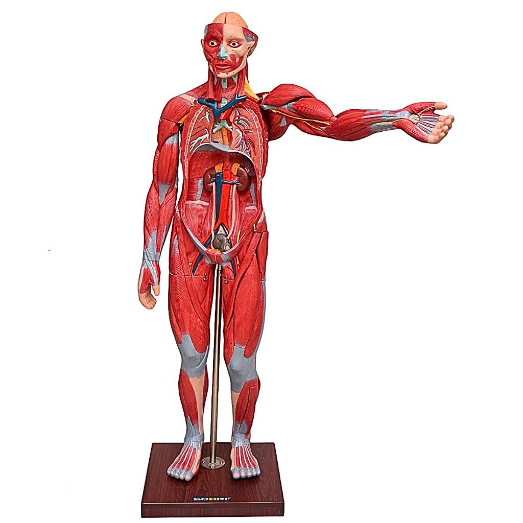 FIGURA MUSCULAR ASSEX. DE 1,70 CM EM 22 PARTES - SD5026/B