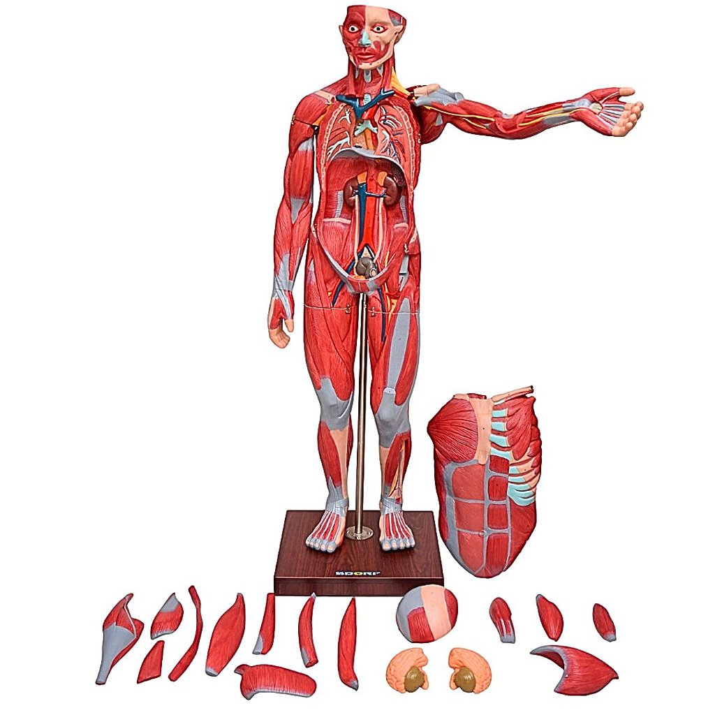 FIGURA MUSCULAR ASSEX. DE 1,70 CM EM 22 PARTES - SD5026/B