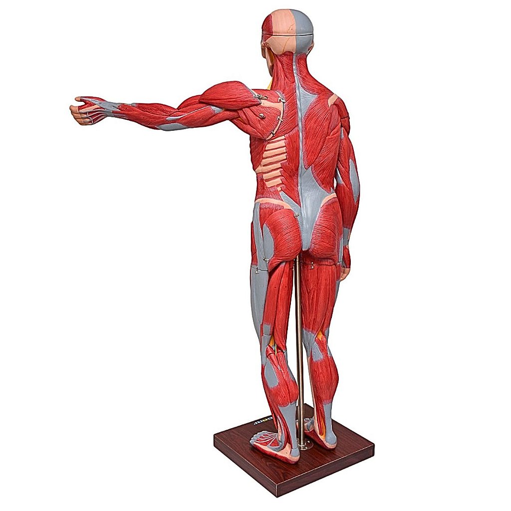 FIGURA MUSCULAR ASSEX. DE 1,70 CM EM 22 PARTES - SD5026/B