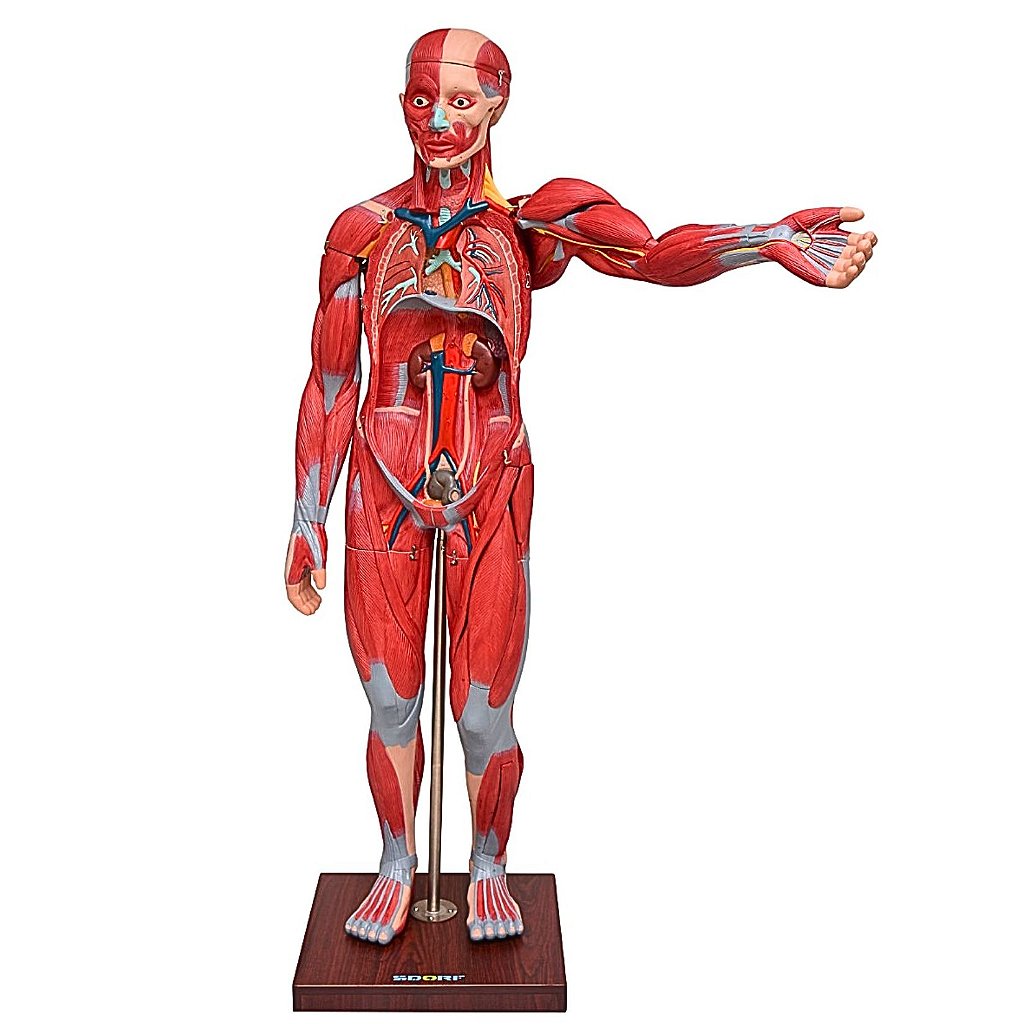 FIGURA MUSCULAR ASSEX. DE 1,70 CM EM 22 PARTES - SD5026/B