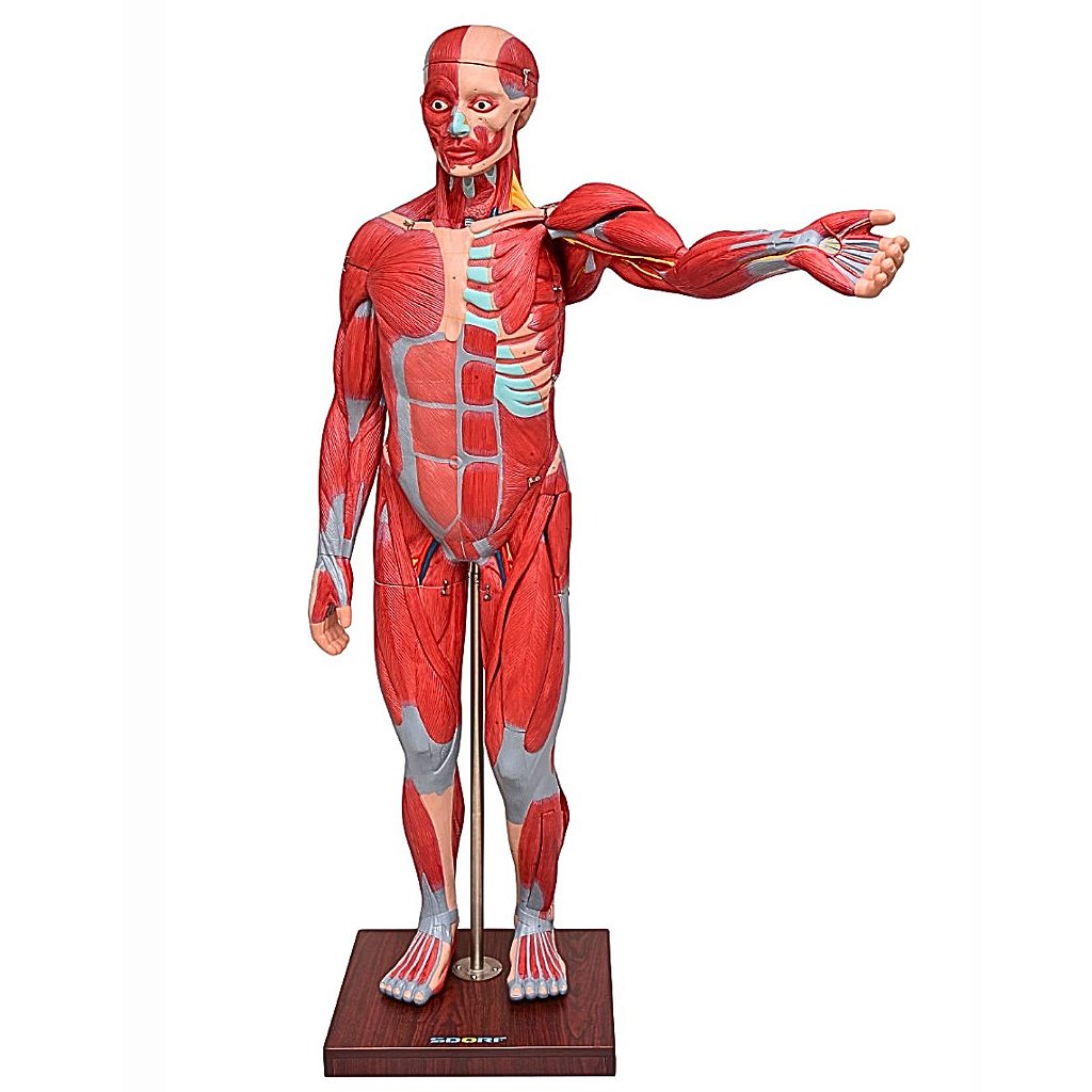 FIGURA MUSCULAR ASSEX. DE 1,70 CM EM 22 PARTES - SD5026/B