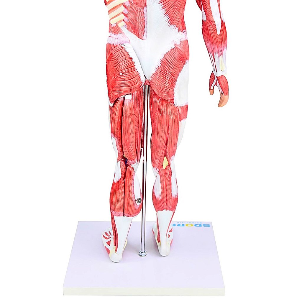 FIGURA MUSCULAR ASSEXUADA 80CM C/ ÓRGÃOS INTERNOS-30 PARTES