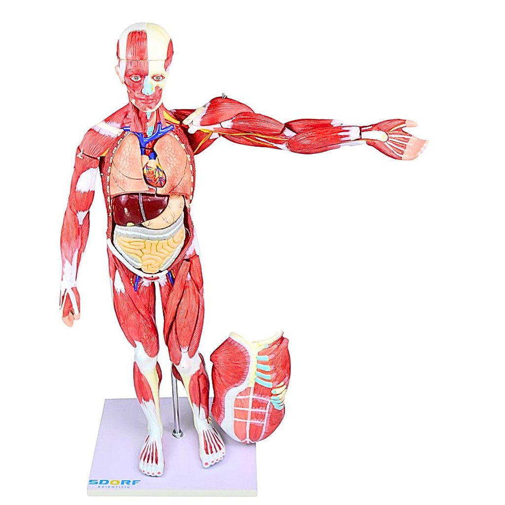 FIGURA MUSCULAR ASSEXUADA 80CM C/ ÓRGÃOS INTERNOS-30 PARTES