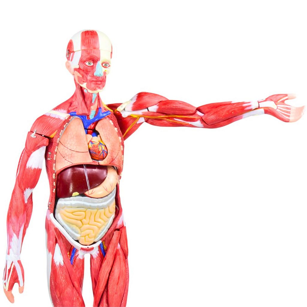 FIGURA MUSCULAR ASSEXUADA 80CM C/ ÓRGÃOS INTERNOS-30 PARTES