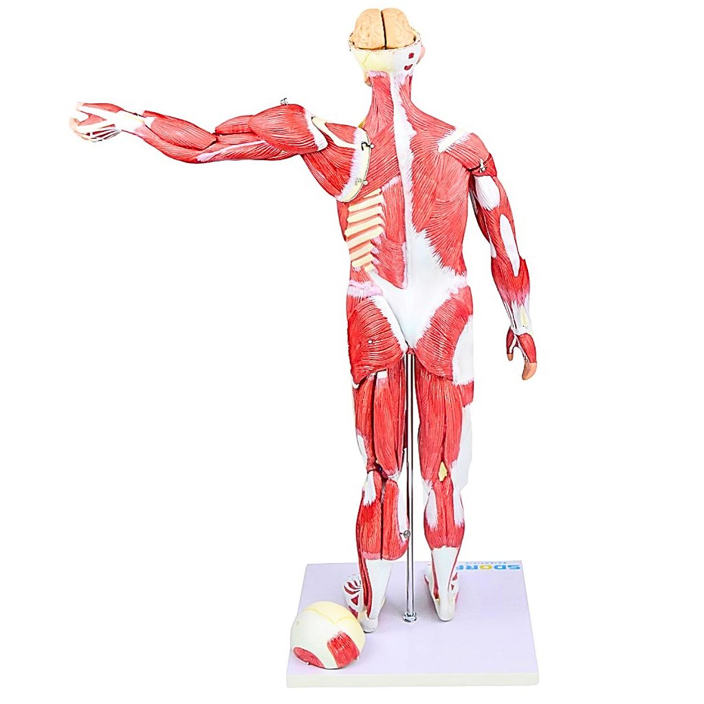 FIGURA MUSCULAR ASSEXUADA 80CM C/ ÓRGÃOS INTERNOS-30 PARTES