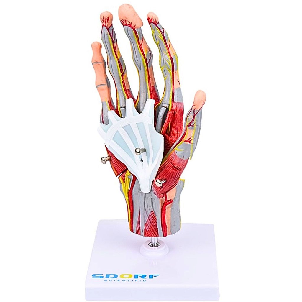 MÃO MUSCULAR EM TAMANHO REAL EM 5 PARTES - SD5027/C - SDORF