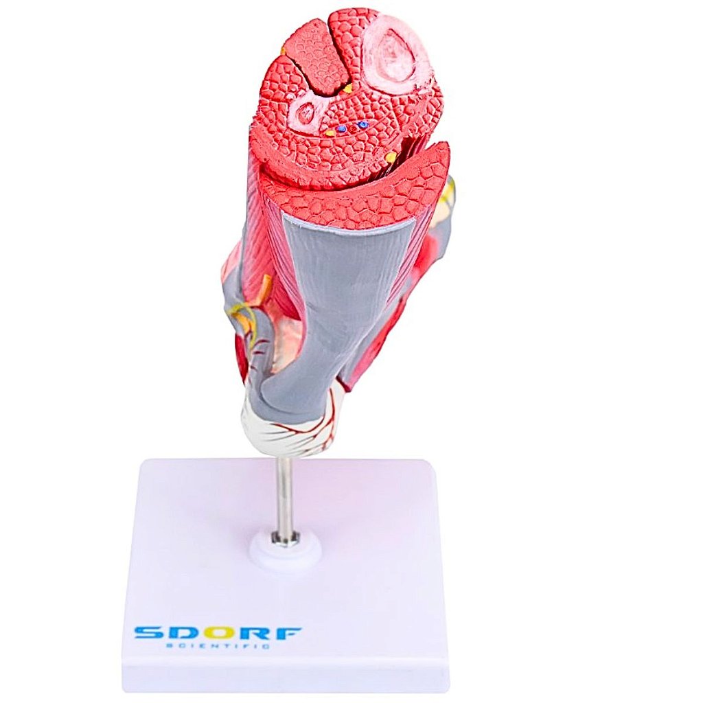 PÉ MUSCULAR EM TAMANHO REAL EM 9 PARTES - SD5028/C - SDORF