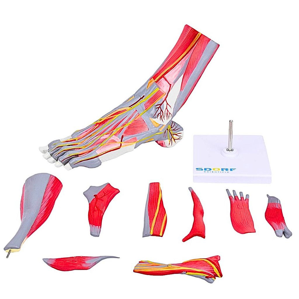 PÉ MUSCULAR EM TAMANHO REAL EM 9 PARTES - SD5028/C - SDORF