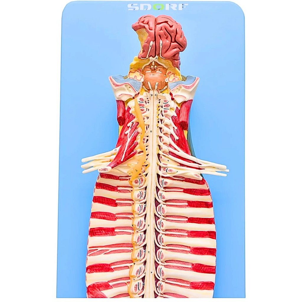 TRONCO CEREBRAL ESPINHAL EM TAMANHO NATURAL - SD5030 - SDORF