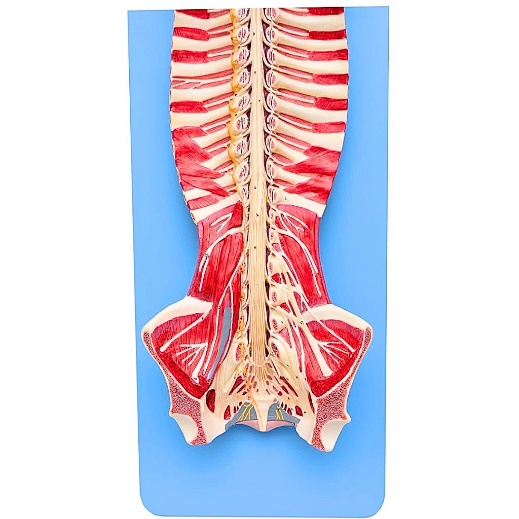 TRONCO CEREBRAL ESPINHAL EM TAMANHO NATURAL - SD5030 - SDORF