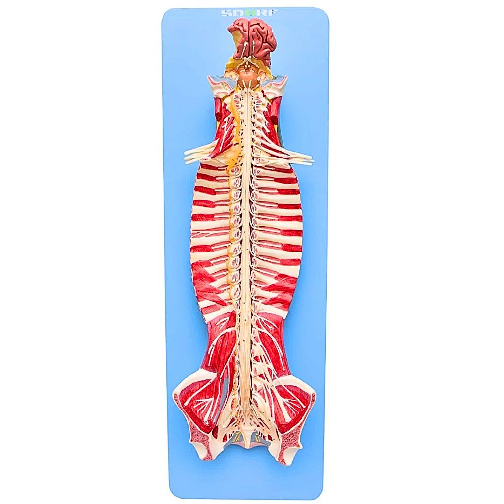 TRONCO CEREBRAL ESPINHAL EM TAMANHO NATURAL - SD5030 - SDORF