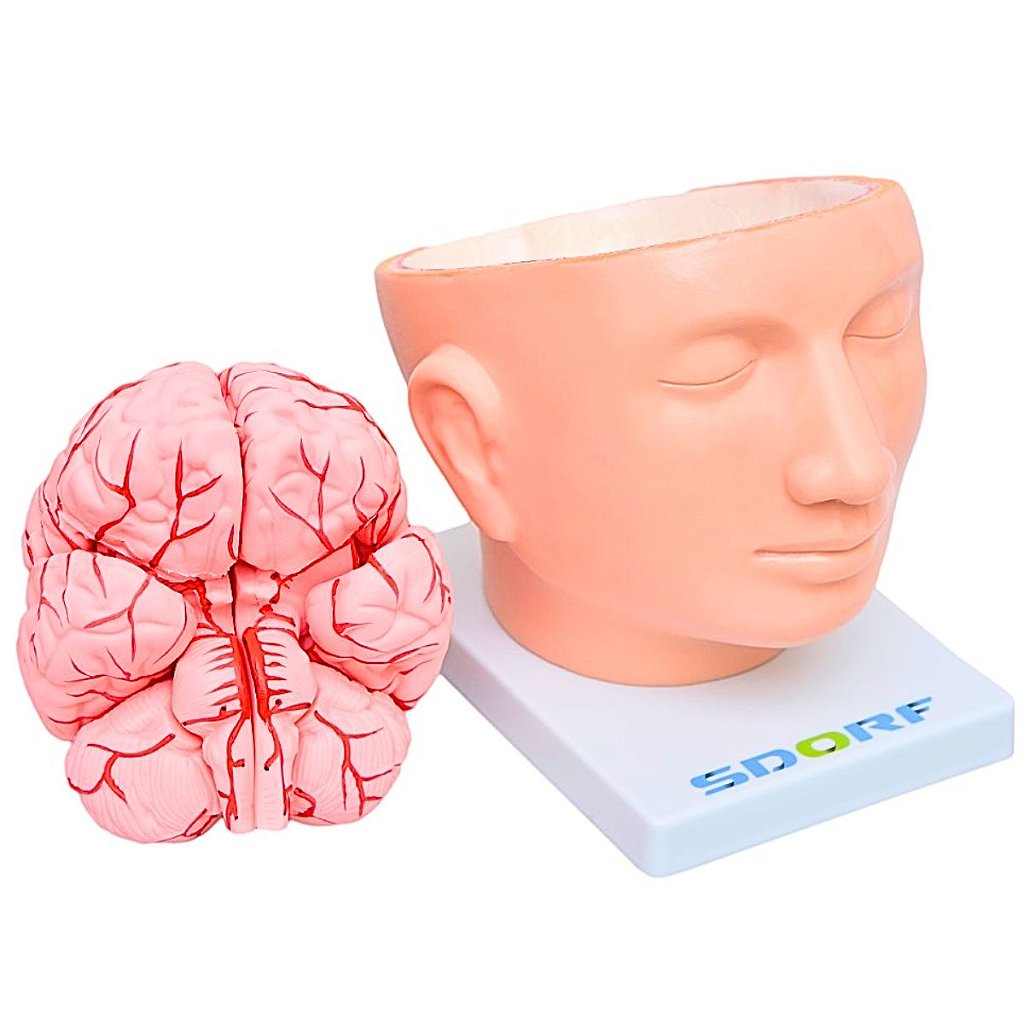 CABEÇA COM CÉREBRO EM 9 PARTES - SD5037 - SDORF