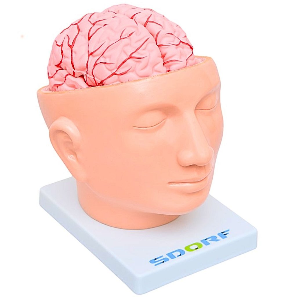 CABEÇA COM CÉREBRO EM 9 PARTES - SD5037 - SDORF