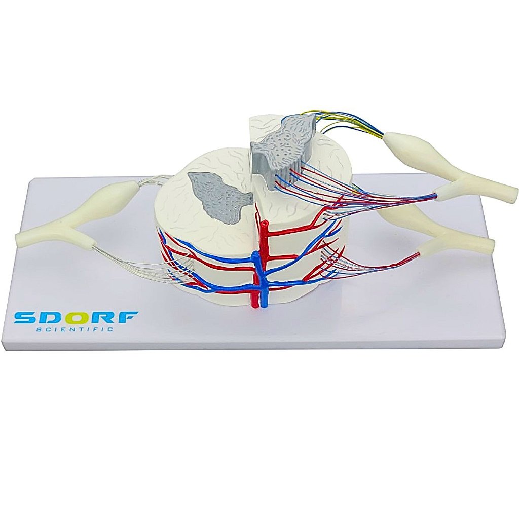 MEDULA ESPINHAL AMPLIADA - SD5037/D - SDORF