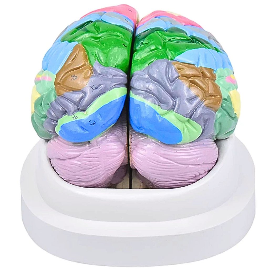 CÉREBRO NEURO-ANATÔMICO COLORIDO EM 2 PARTES - SD5040/C